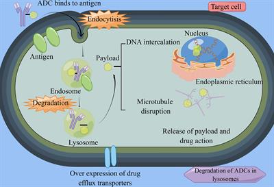 Antibody-drug conjugates: the clinical development in gastric cancer